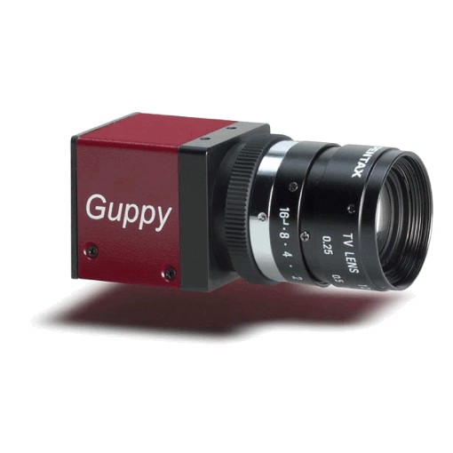 Guppy F 033, GuppyF033B, (Guppy F 033B) 